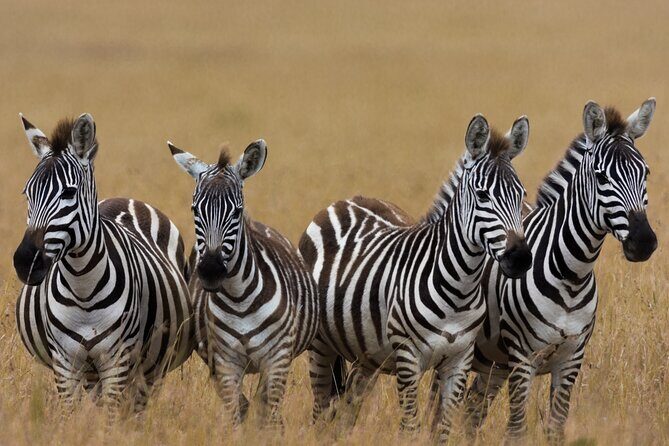 Masai Mara Game Drive - What to pack (so you actually enjoy the drive)