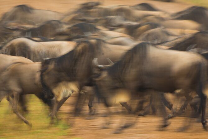 Masai Mara Game Drive - Price and value: what $2,800 per person is really paying for
