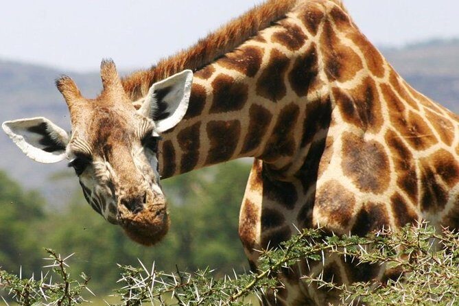Masai Mara Game Reserve Safari Tour, 4 Days 3 Nights - Day 3 choices: full-day drive or split mornings-and-afternoons