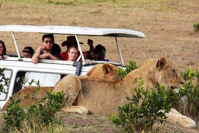 Masai Mara Game Reserve Safari Tour, 4 Days 3 Nights - Price and value: what $1,283.79 buys you (and what to watch)
