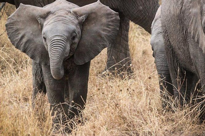 Masai Mara Game Reserve Safari Tour, 4 Days 3 Nights - Lodging near the action: Mara Sopa Lodge and the park-edge note