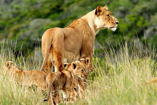 Masai Mara & Lake Nakuru Safari tour: 4-Day Kenya Adventure - Key safari takeaways before you book