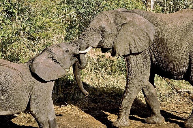 Masai Mara & Lake Nakuru Safari tour: 4-Day Kenya Adventure - Tented camp and resort nights: where you sleep changes the experience