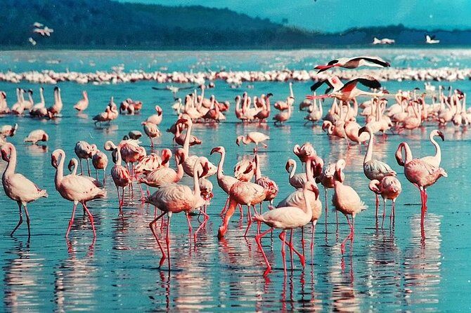 Masai Mara & Lake Nakuru Safari tour: 4-Day Kenya Adventure - Day 1: Nairobi to Maasai Mara, with the Rift Valley viewpoint stop