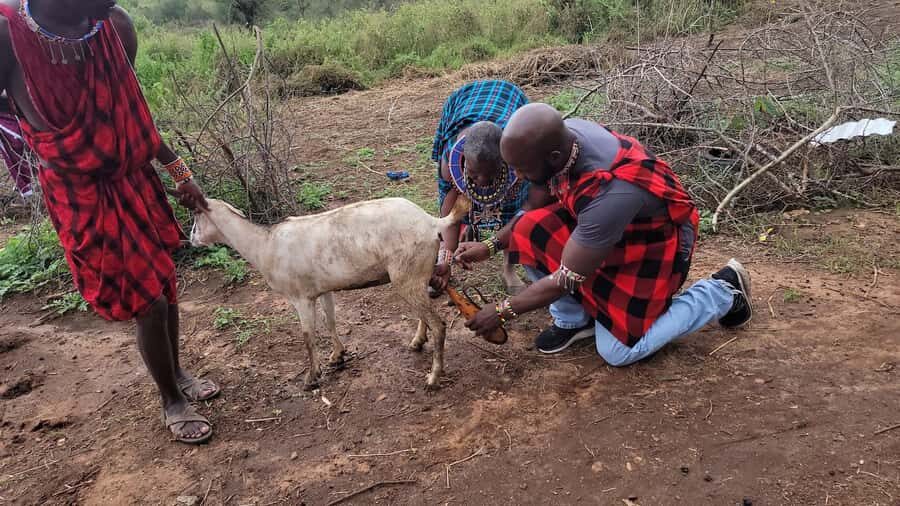 Masai Village Experience (Day trip) - From Nairobi pickup to Maasai bomas: how the day really runs