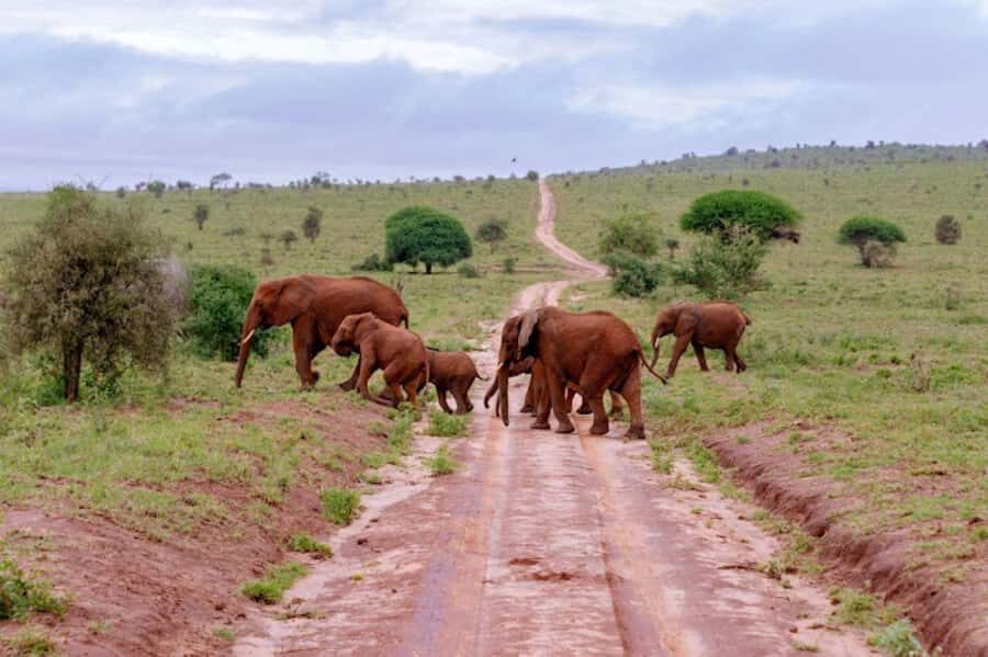 Mombasa: 2-Day Safari to Taita Hills Game Sanctuary - Day 2: early breakfast, a half-day safari, then lunch toward the coast