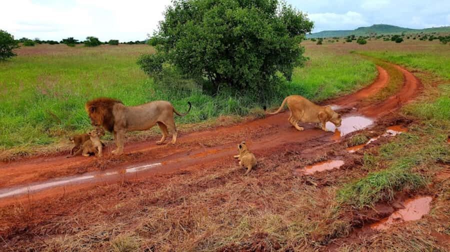 Mombasa: 2-Day Safari to Taita Hills Game Sanctuary - What I like most: the parts that repeatedly matter