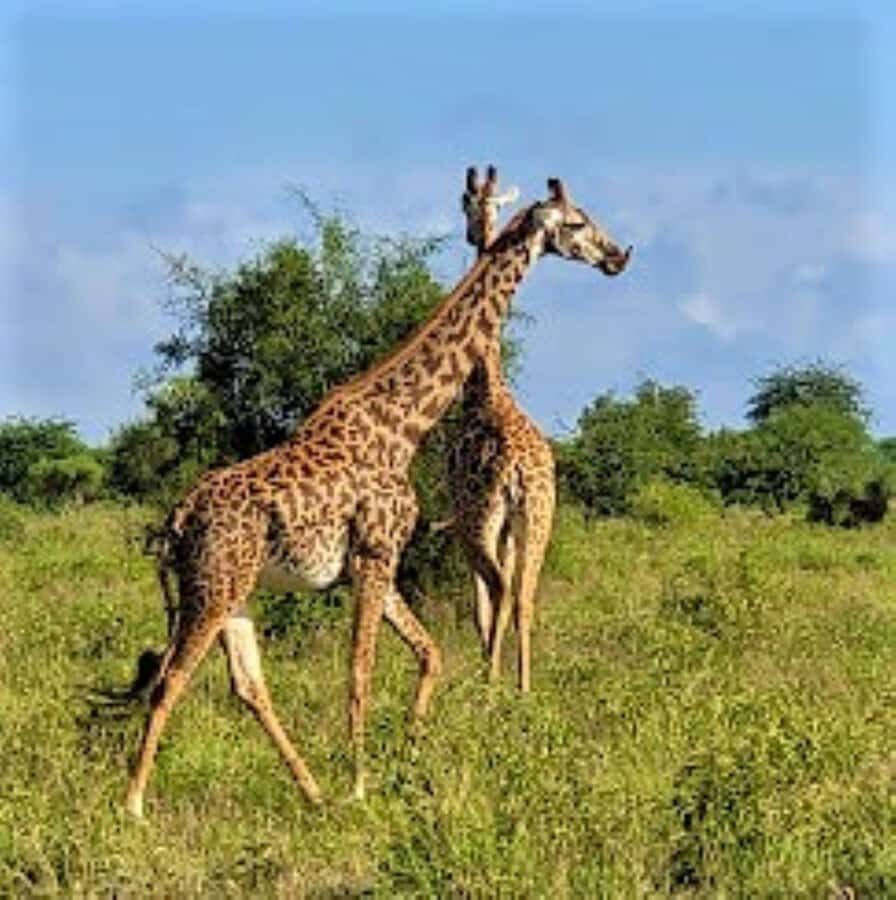 Mombasa: 2-Day Safari to Taita Hills Game Sanctuary - Salt Lick Lodge on water holes: why the stay feels like part of the safari