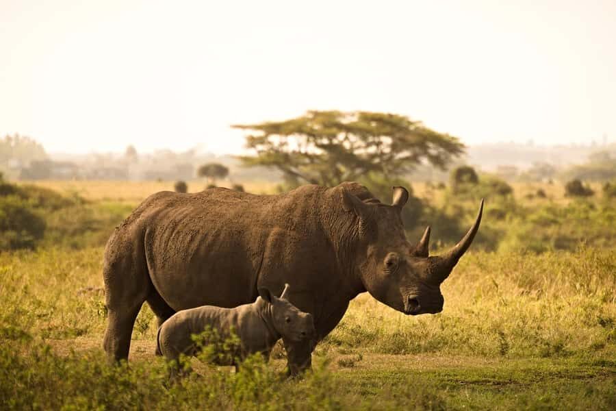 Mombasa: 3-Days 2-Nights Tsavo East and West Private Safari. - How this Tsavo East and West safari feels in real time