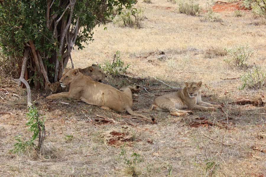 Mombasa: 3-Days 2-Nights Tsavo East and West Private Safari. - Day 3: One last Tsavo East morning, then back to the coast