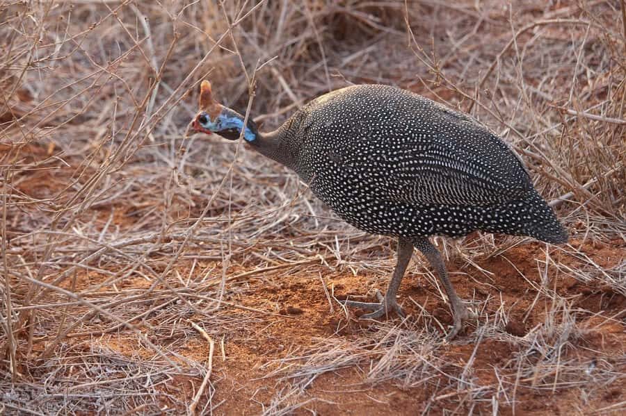 Mombasa: 3-Days 2-Nights Tsavo East and West Private Safari. - Ngulia Rhino Sanctuary and Mzima Springs: why these stops matter