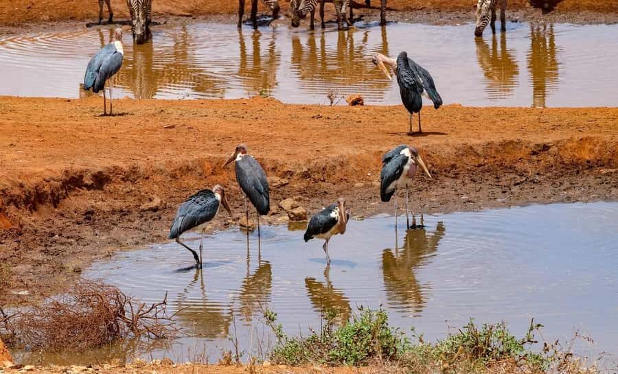 Mombasa: 3-Days 2-Nights Tsavo East and West Private Safari. - Lodges inside the park: comfort without losing the wild feeling