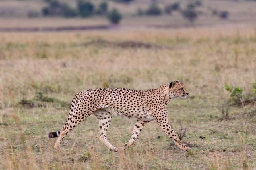 Mombasa: 3-Days 2-Nights Tsavo East and West Private Safari. - Day 1: Coast to Tsavo West, with a first wildlife sweep