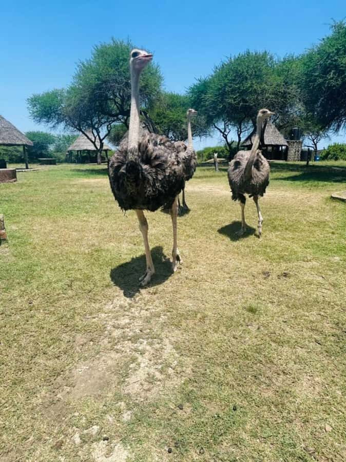 Mombasa Cultural & Wildlife Experience - The 4-hour plan: pickup in Nyali, Bamburi, or Mombasa