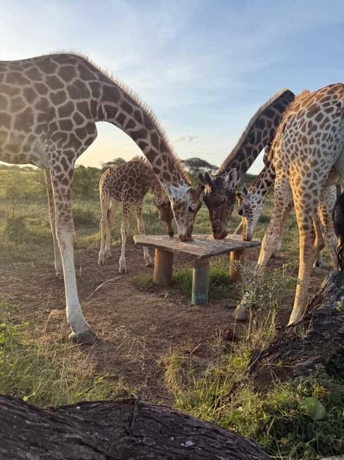 Mombasa Cultural & Wildlife Experience - Real Mijikenda village tour: elders, homesteads, and survival stories