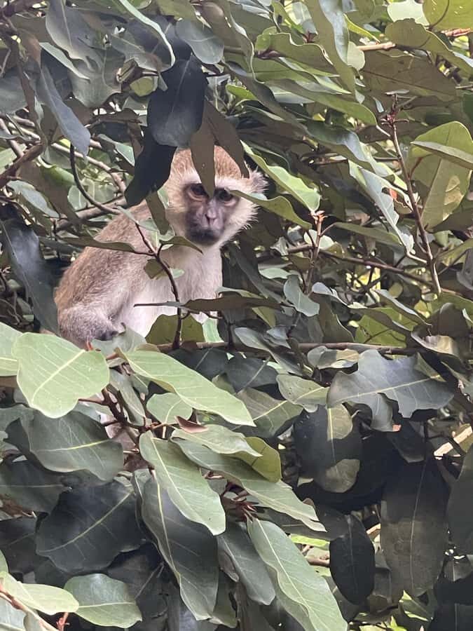 Mombasa Full Day City tour & Haller Park - Tusks (Mapembe) and the photo garden with flying foxes