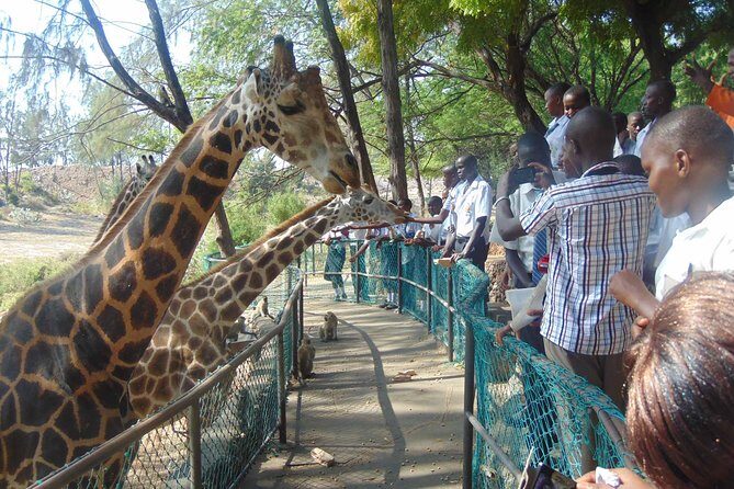 Mombasa Private City Tour & Haller park Sanctuary with sea food luch - Fort Jesus Museum: Mombasa’s Old-Port Fortress Story