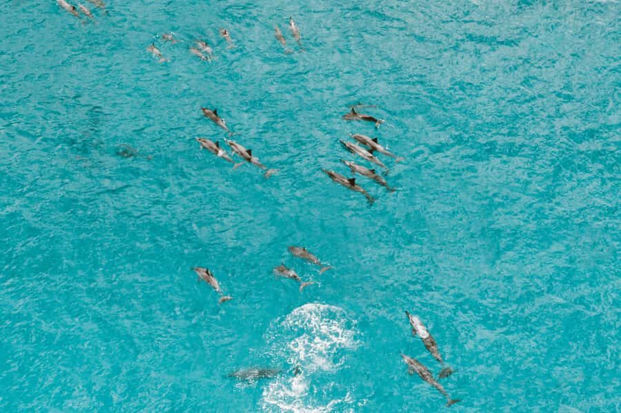 Mombasa: Wasini Dolphin Tour - Kisite-Mpunguti Marine Park: snorkeling, marine life viewing, and dolphin watching