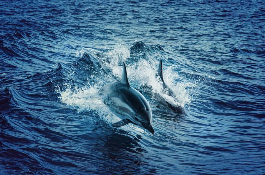 Mombasa: Wasini Dolphin Tour - Price and value: is $115 a good deal?