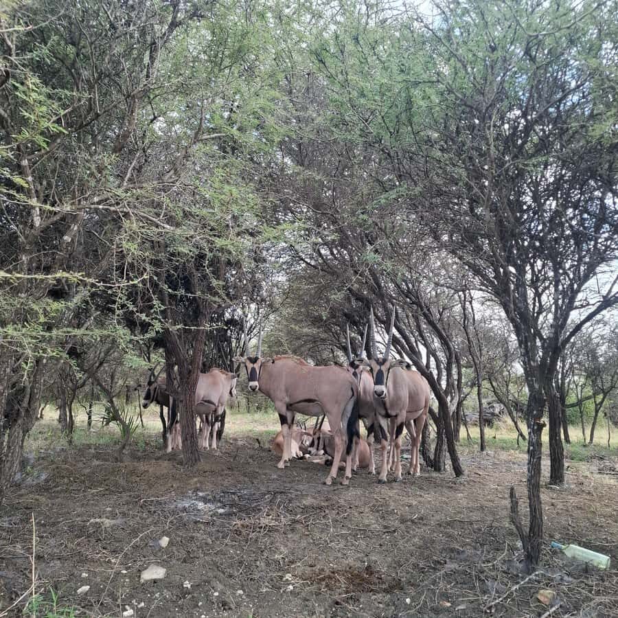 MOMBASA:FortJesus,OldCity,GiraffeOstrich,Oryx,Eland,WildTour - Nguuni Nature Sanctuary: walk near giraffes and more