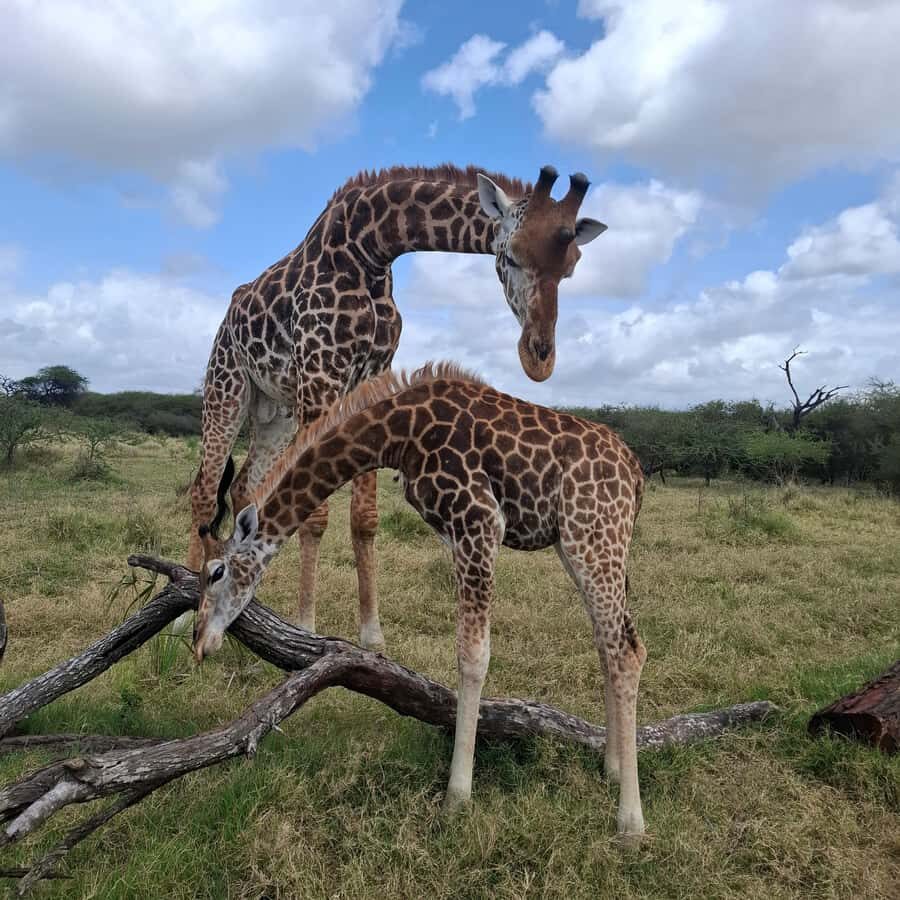 MOMBASA:FortJesus,OldCity,GiraffeOstrich,Oryx,Eland,WildTour - The conservation story: from limestone desert to sanctuary