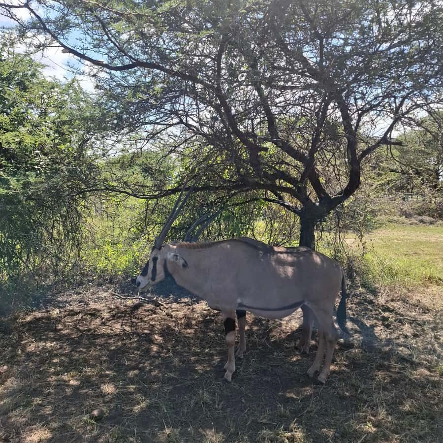 MOMBASA:FortJesus,OldCity,GiraffeOstrich,Oryx,Eland,WildTour - Practical tips so your day goes smoothly