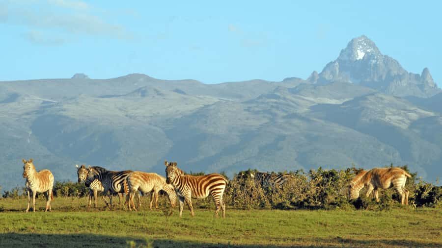 Mt Kenya: Full-day hiking tour from Nairobi - Siri Moni Gate: Rainforest Sounds, Monkey Calls, and First Views