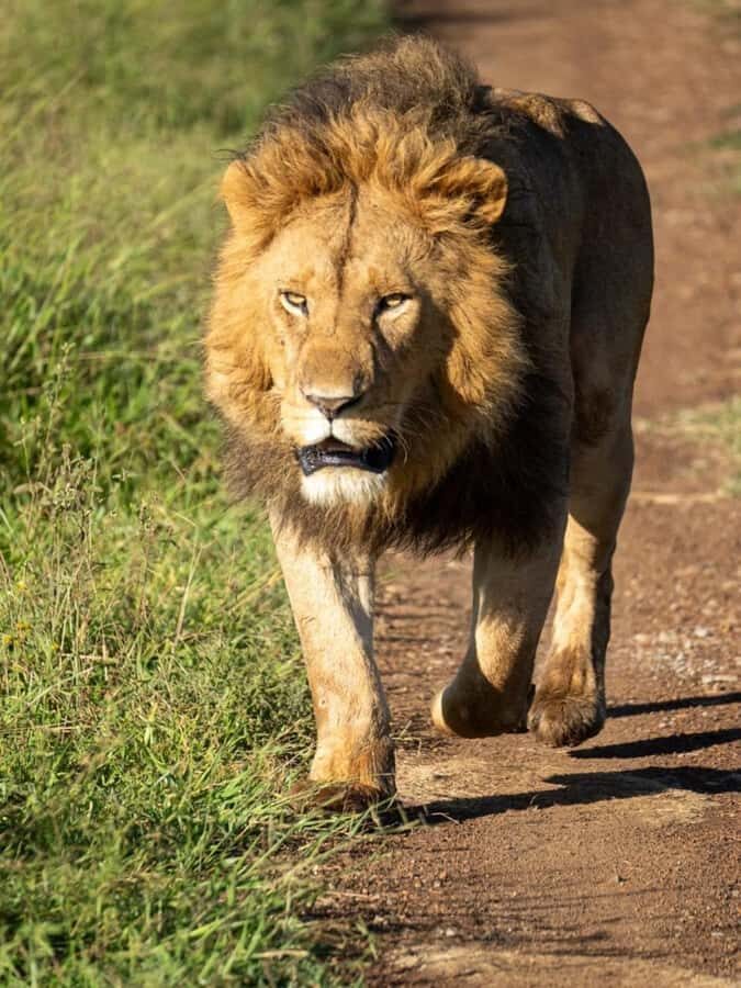 Nairobi: 3-Day Amboseli National Park Shared Safari Package - Nairobi to Amboseli: What Makes This Shared Safari Work