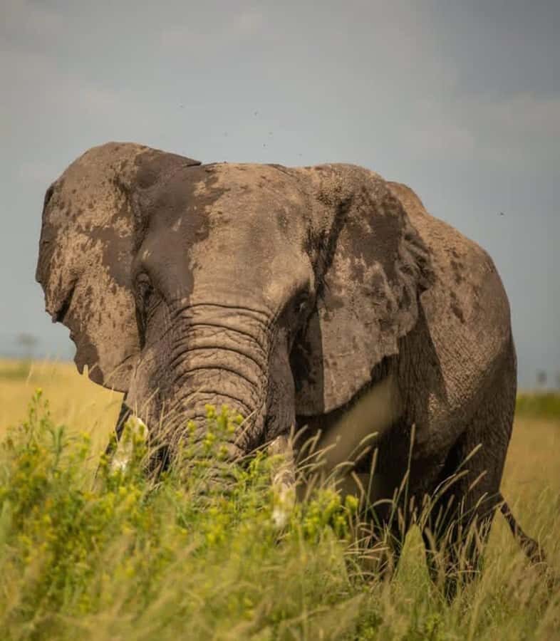 Nairobi: 3-Day Amboseli National Park Shared Safari Package - Day 2: Full-Day Game Drives Through Amboseli’s Different Habitats