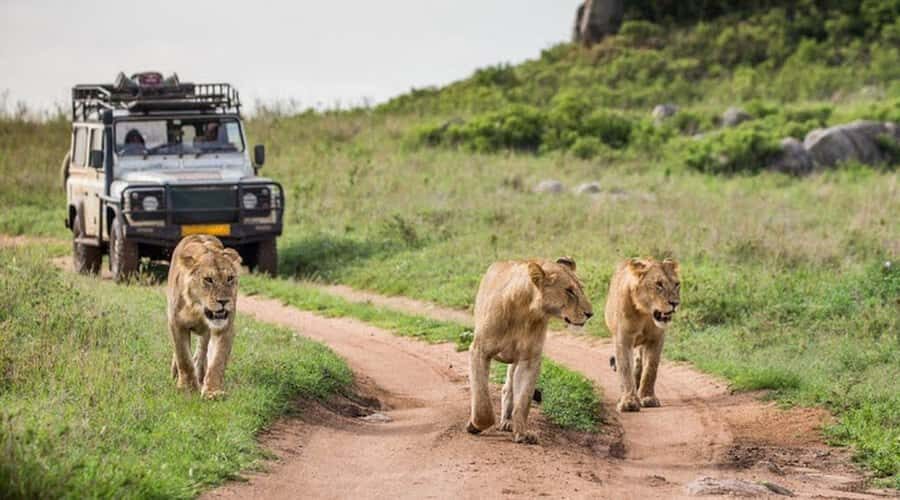 Nairobi: 3-Day Maasai Mara Group Tour with 4X4 Jeep Safari - Nairobi pickup, group size, and the safari guide experience