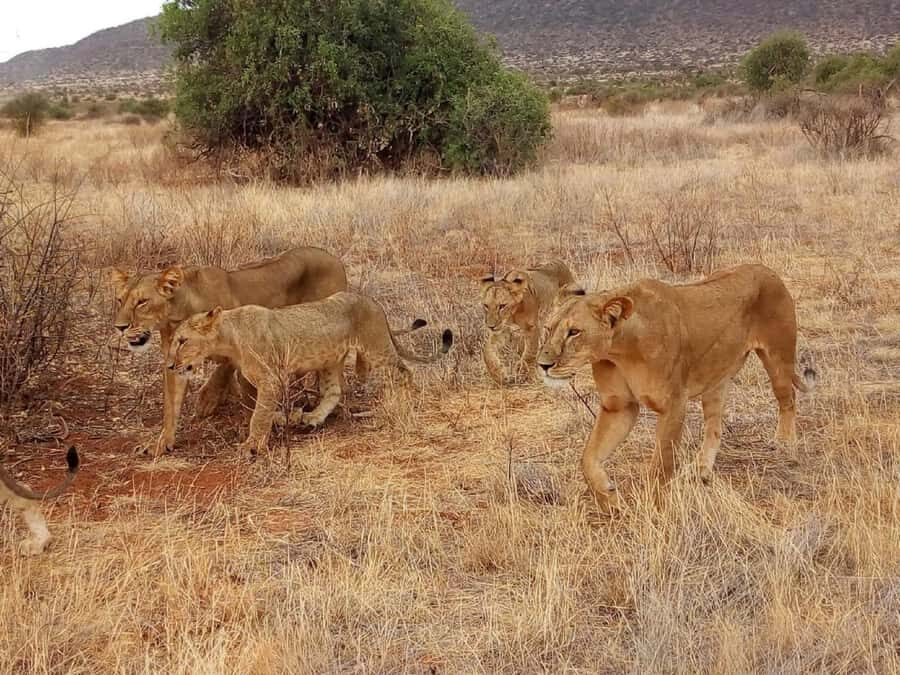 Nairobi: 3-Day Maasai Mara Safari - Sleep in a tented room: the trade-off behind “close to nature”