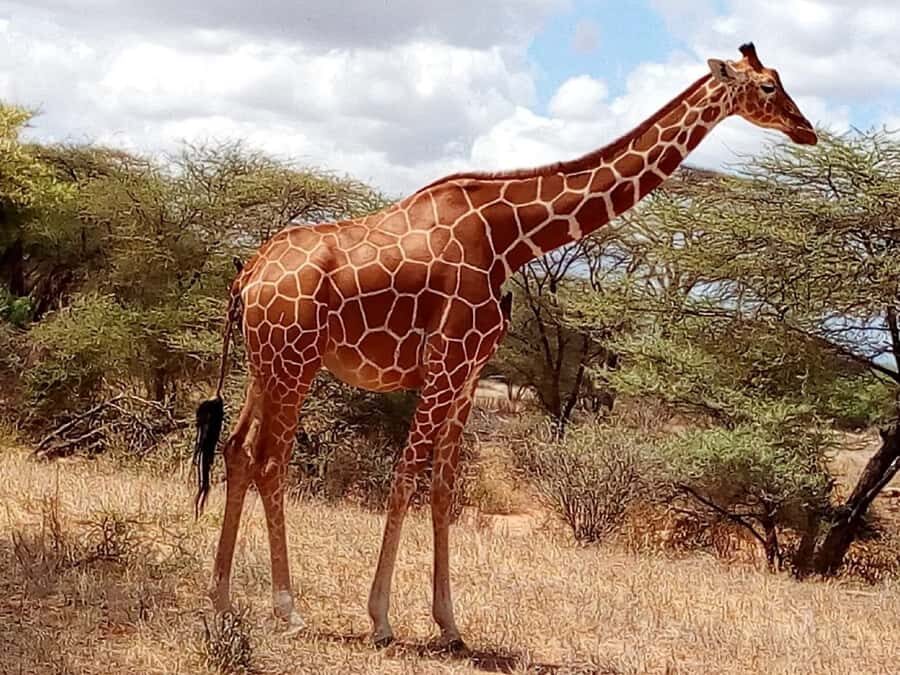 Nairobi: 3-Day Maasai Mara Safari - Price and park fees: where the $530 can rise or stay steady