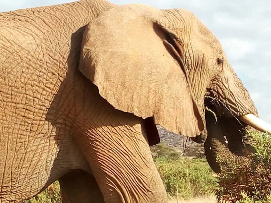 Nairobi: 3-Day Maasai Mara Safari - Should you book this Nairobi: 3-Day Maasai Mara Safari?