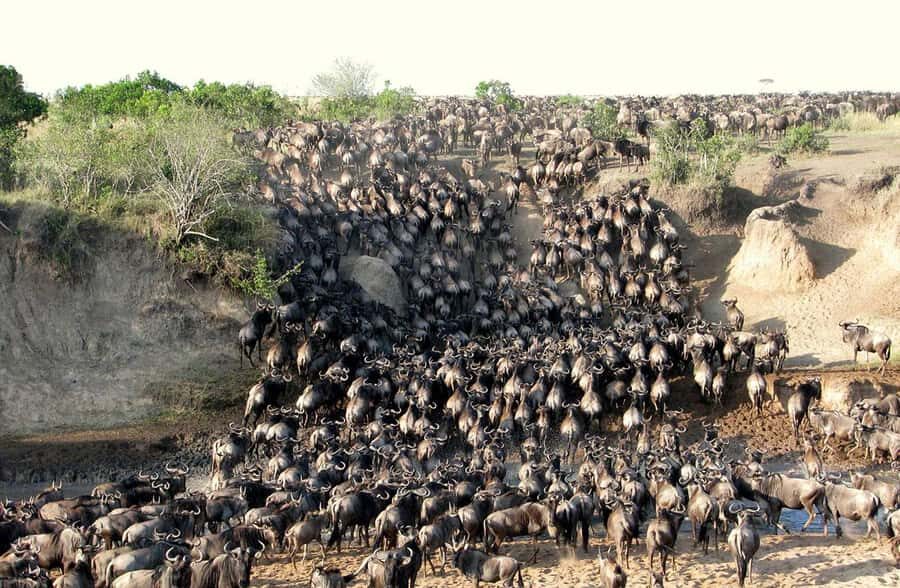 Nairobi: 3-Days 2-Nights Maasai Mara Group Safari in 4x4 - Key highlights worth planning around