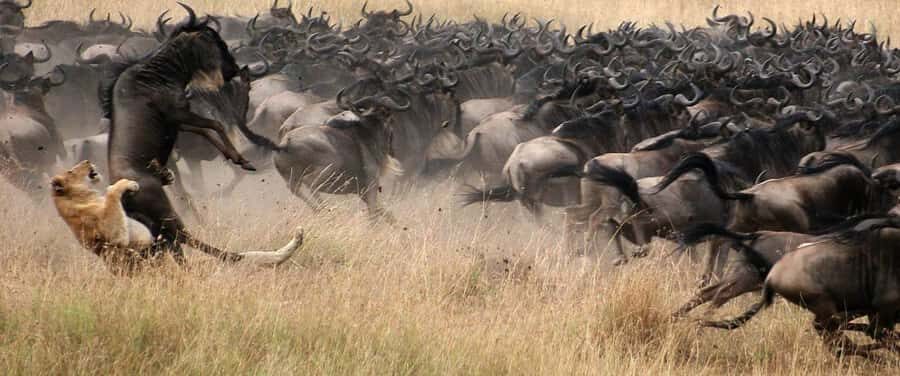 Nairobi: 4-Day Masai Mara, Lake Naivasha & Hell's Gate Tour - Rules, timing, and what to pack so you’re comfortable