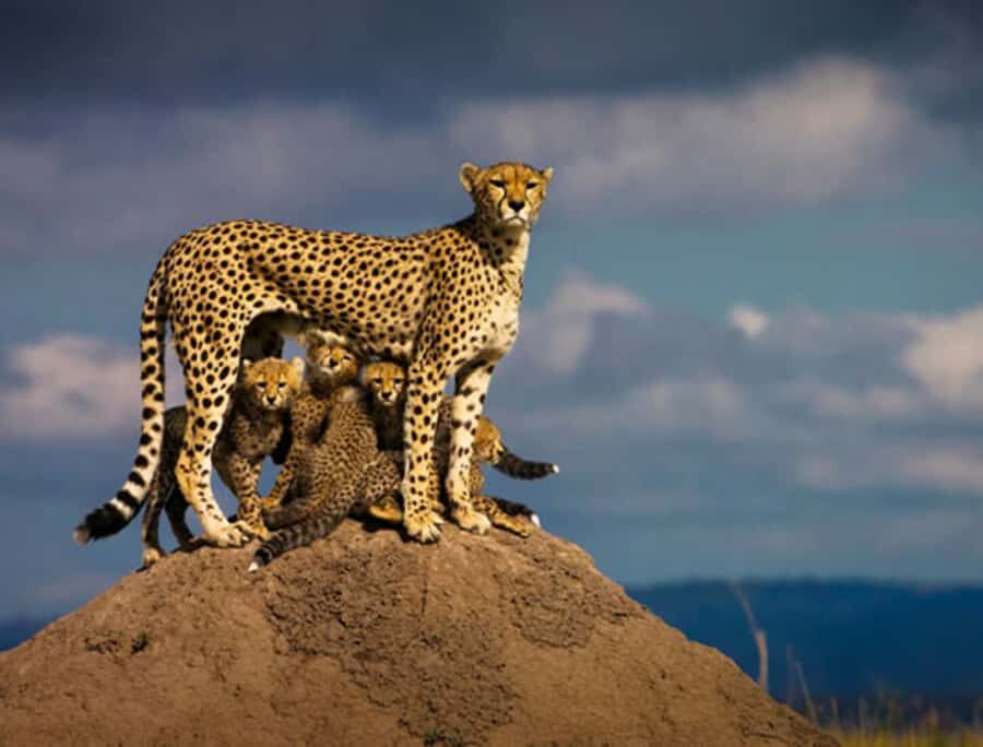 Nairobi: 5 Days Maasai Mara, Nakuru & Naivasha Tour - Key moments that make this tour worth your time