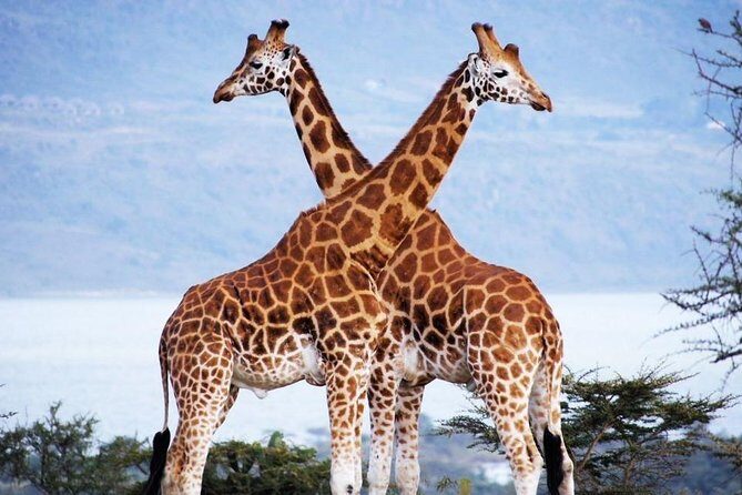 Nairobi Airport Layover Half Day Tour Nairobi National Park - A Nairobi layover safari that actually fits your schedule