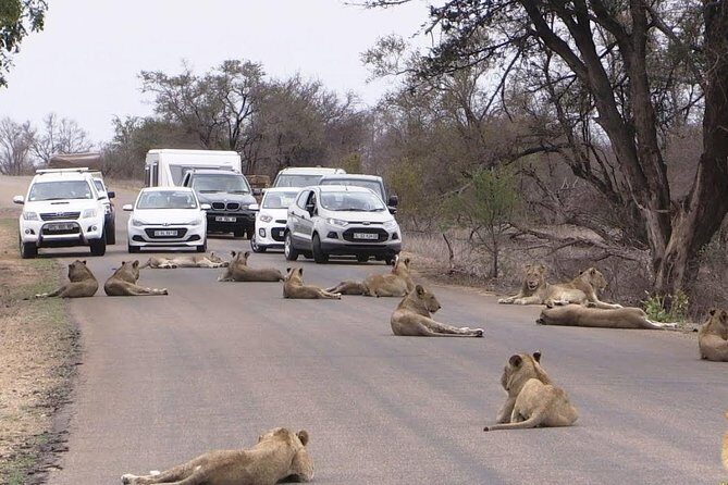 Nairobi Airport Layover Half Day Tour Nairobi National Park - Animals and spotting: set expectations the right way