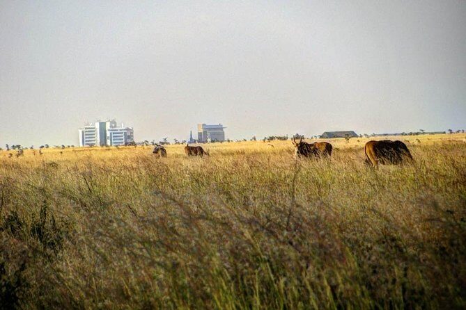 Nairobi Airport Layover Half Day Tour Nairobi National Park - What’s included vs not included (so you’re not surprised)