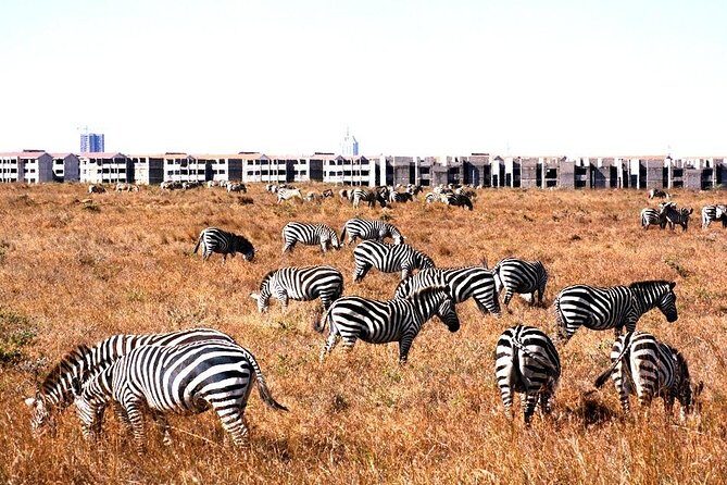 Nairobi Airport Layover Half Day Tour Nairobi National Park - Airport pickup: quick, clear, and low-stress