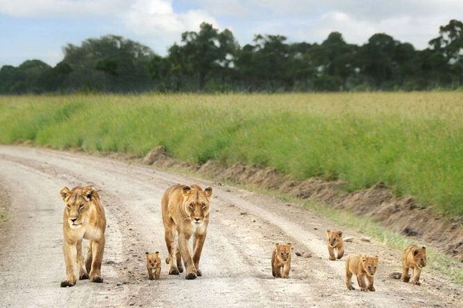 Nairobi Airport Layover Half Day Tour to Nairobi National Park - Nairobi layovers and the smart choice of Nairobi National Park