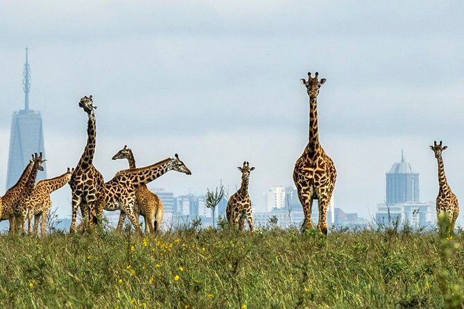 Nairobi Airport Layover Half Day Tour to Nairobi National Park - Hippo pools trails and the ivory monument stop