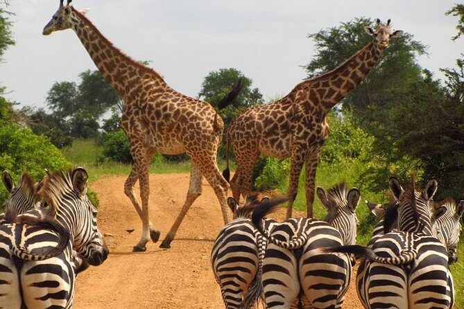 Nairobi Airport Layover Half Day Tour to Nairobi National Park - Price and value: what you pay up front vs. the park fee you plan for