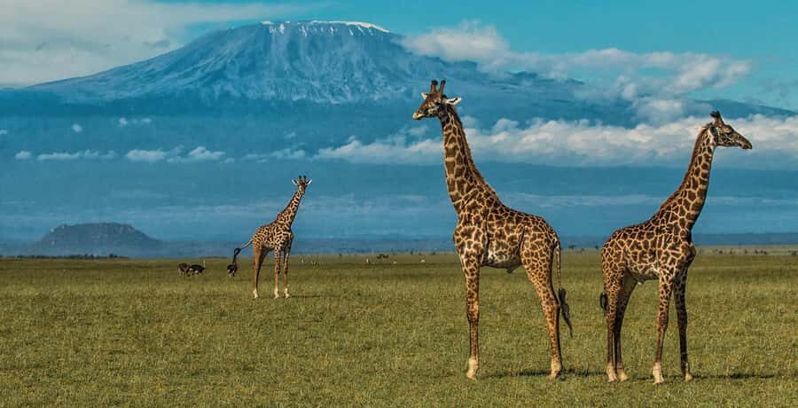 Nairobi: Amboseli National Park Day Trip with Masai Village - Amboseli From Nairobi: The Long Drive Problem (and How to Beat It)