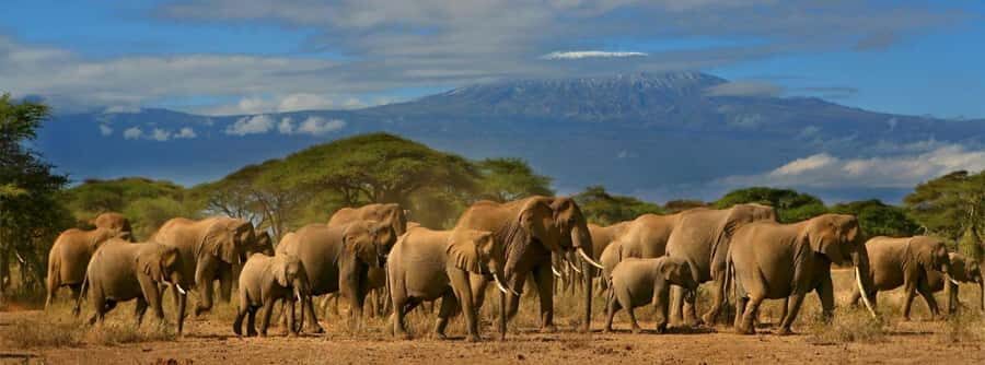 Nairobi: Amboseli National Park Day Trip with Masai Village - Lunch at Oltukai Lodge: Where Your Day Gets Its Breather