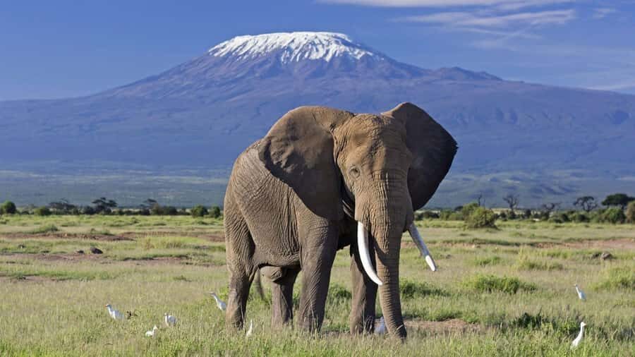 Nairobi: Amboseli National Park Day Trip with Masai Village - Price and Fees: Is This Day Trip Good Value?