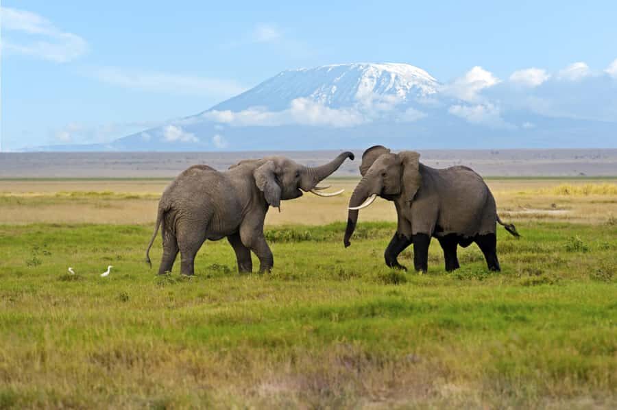 Nairobi: Amboseli National Park Day Trip with Masai Village - Who Should Book This Day Trip (and Who Should Skip It)