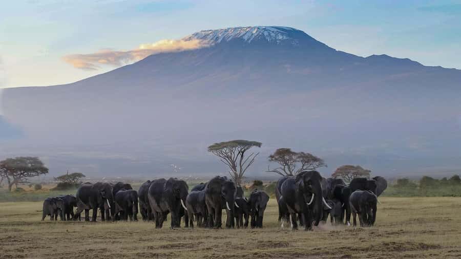 Nairobi: Amboseli National Park Tour & Maasai Village Visit - Park Markets and Traditional Dance: A Short Cultural Detour