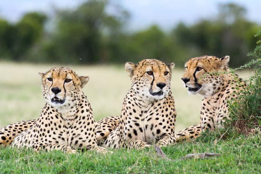 Nairobi: Amboseli National Park Tour & Maasai Village Visit - Who Your Guide Is (and Why It Changes the Day)