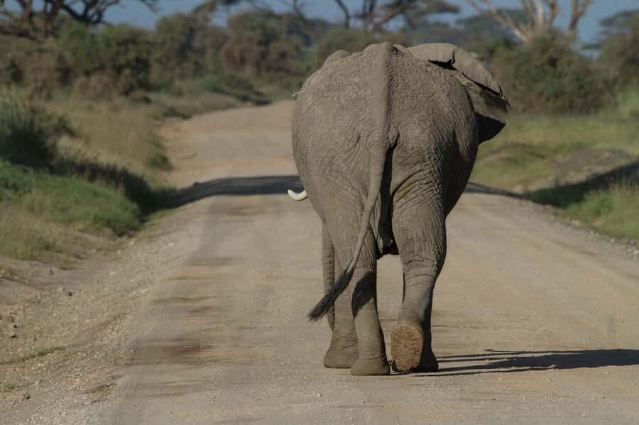 Nairobi: Amboseli National Park Tour & Maasai Village Visit - Price, Park Fees, and the Value Math